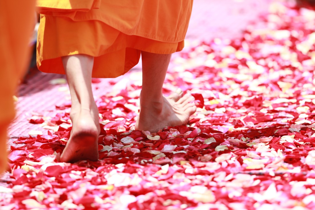 monk-walking-rose-petals-buddhism-50681
